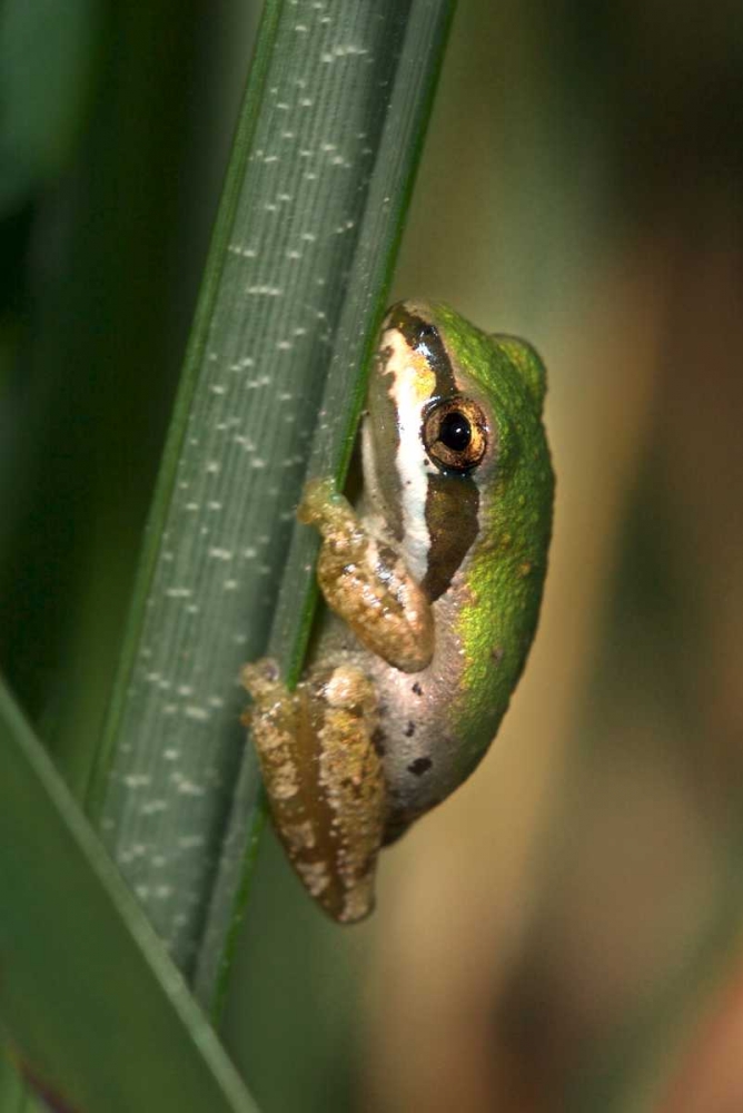 CA, San Diego, Mission Trails Green Tree Frog